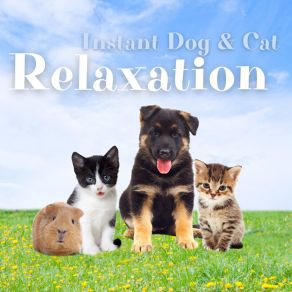 Download track Calm Down A Dog Jazz Pets Relax