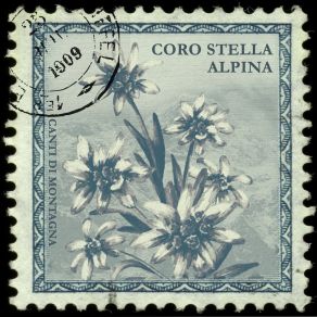 Download track Quel Mazzolin Di Fiori Coro Stella Alpina