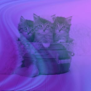 Download track Dashing Backdrops For Cute Kitten Cat Music Therapy