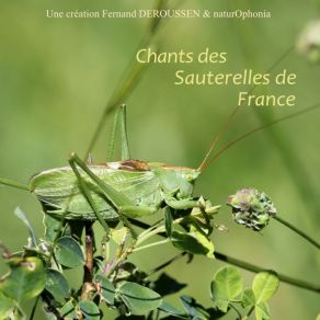 Download track Pholidoptera Griseoaptera Fernand Deroussen