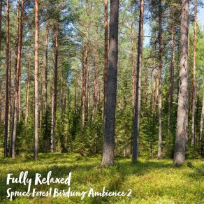 Download track Spruce Forest Birdsong Ambience, Pt. 4 Steve Brassel