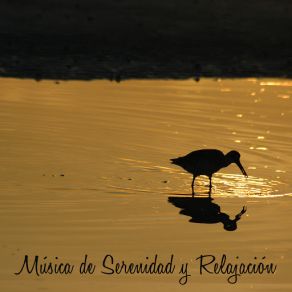 Download track Musica De Serenidad Y Relajacion Relajacion Del Mar