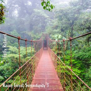 Download track Rainy Forest Serendipity, Pt. 12 Steve Brassel