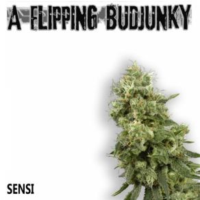 Download track Marihuana A Flipping Budjunky