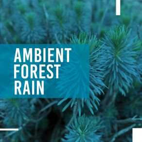 Download track Aroma ASMR Rain Sounds