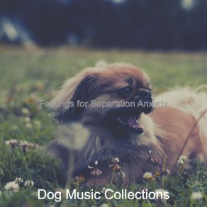 Download track Amazing Music For Recollections Dog Music Collections