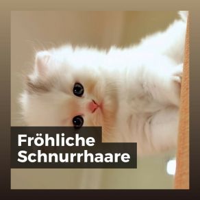 Download track Verträumte Katzen Katzenmusik