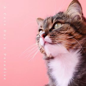 Download track Purring Waves Of Bliss Cat Music