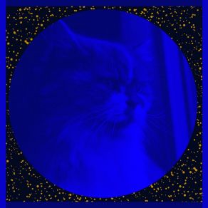 Download track Distinguished Ambiance For Cute Kitten Cat Music Vibes