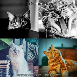 Download track Nurturing (Cute Kittens) Feel Good Music For Cats