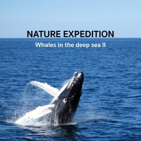 Download track Whale Journey Nature Expedition