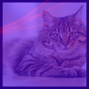 Download track Background For Cozy Kittens Cat Total Relax