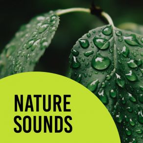 Download track Clouds To Cross Nature Sound Collection