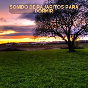 Download track Trinos En El Bosque Carlota Melodia