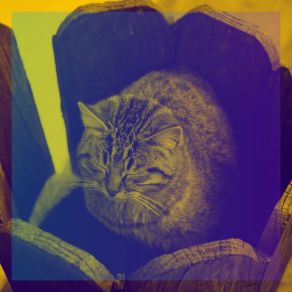 Download track Mellow Ambience For Home With Cats Cat Music Waves