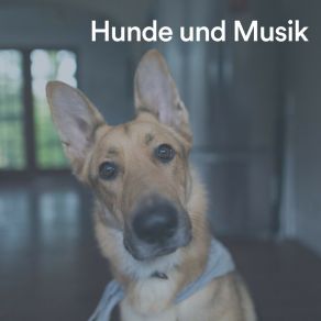 Download track Wohltuende Entspannung Für Hunde Beruhigende Musik Für Hunde