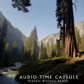 Download track Muir Grove (Forest) Audio Time CapsuleThe Forest