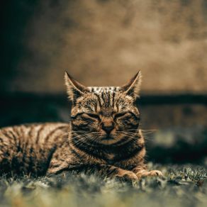 Download track Single Words Cat Relaxing Master