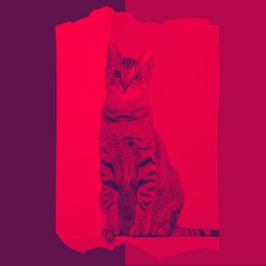 Download track Modern Backdrops For Friendly Cats Cat Music Jukebox