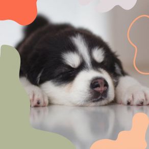 Download track Background For Calm Hounds Sleeping Music For Dogs