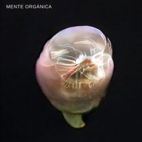 Download track Smthng Mente Orgánica