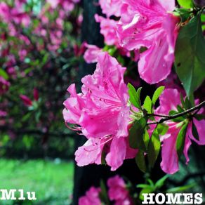 Download track Homeless Cats M1u