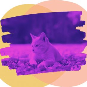 Download track Background For Cozy Kittens Music For Cats