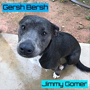 Download track Soul Dog Gersh Bersh