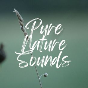 Download track Soundscapes Of Nature Melodies, Pt. 34 Worldwide Nature Studios