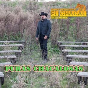 Download track El Mal Amigo El Chacal De La Sierra