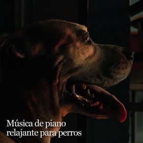 Download track Perro Feliz RW Música Para Amado Perro