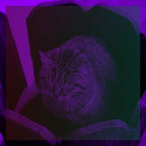 Download track Mind-Blowing Ambiance For Comfy Cats Calm Cat Music