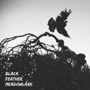 Download track Beneath The Surface Black Feather Meadowlark