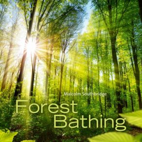 Download track Forest Meditation, Pt. 1 Malcolm Southbridge