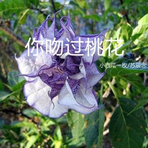 Download track 你吻过桃花 苏辰念