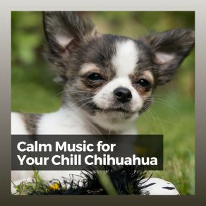 Download track Fluffy Doggy Music For Calming Dogs