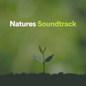 Download track Outdoor Ambience Nature Sounds