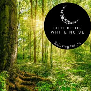 Download track Morning Dawn In The Forest Sleep Better