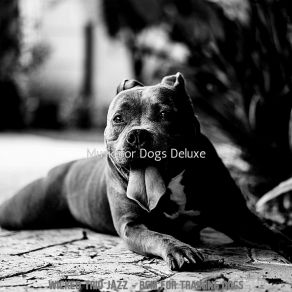 Download track Exciting Moods For Sleeping Dogs Music For Dogs Deluxe