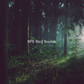 Download track Birds In The Forest RFE Bird Sounds