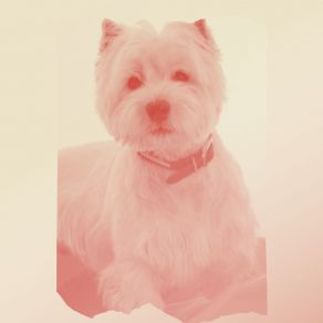 Download track Debonair Backdrops For Doggy Stress Dogs At Home