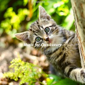 Download track Beautiful (Cute Kittens) Music For