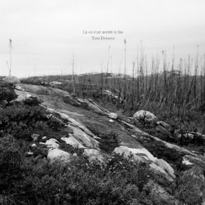 Download track A Glimpse Of Relic (Preserved Leaf Trees) Tom Demers