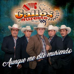 Download track Sólo Porque Te Quiero Gallos Del Sureste