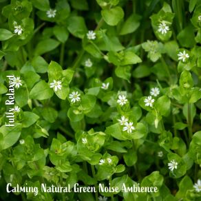 Download track Calming Natural Green Noise Ambience, Pt. 8 Steve Brassel