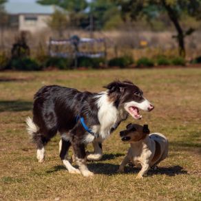 Download track Exquisite Backdrops For Dog Therapy Dog Separation Anxiety Music