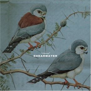 Download track You'Re The Coliseum Shearwater