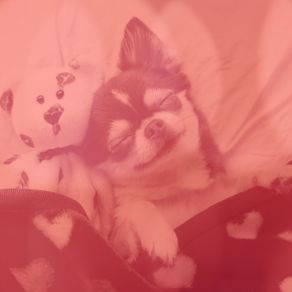 Download track Magical Backdrops For Sleepy Pups Relaxing Dog Music Lounge