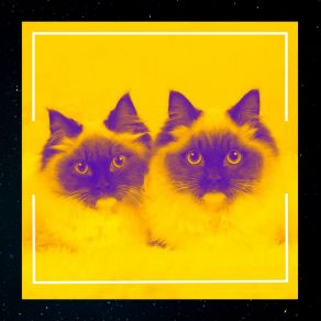 Download track Energetic Moods For Home With Cats Música Para Dormir Gatos