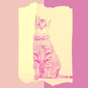 Download track Contemporary Backdrops For Home Cats Música Para Gatos